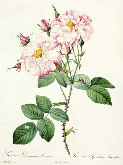 Rosa damascena variegata (rose de York et Lancaster), gravée par Bessin, de 